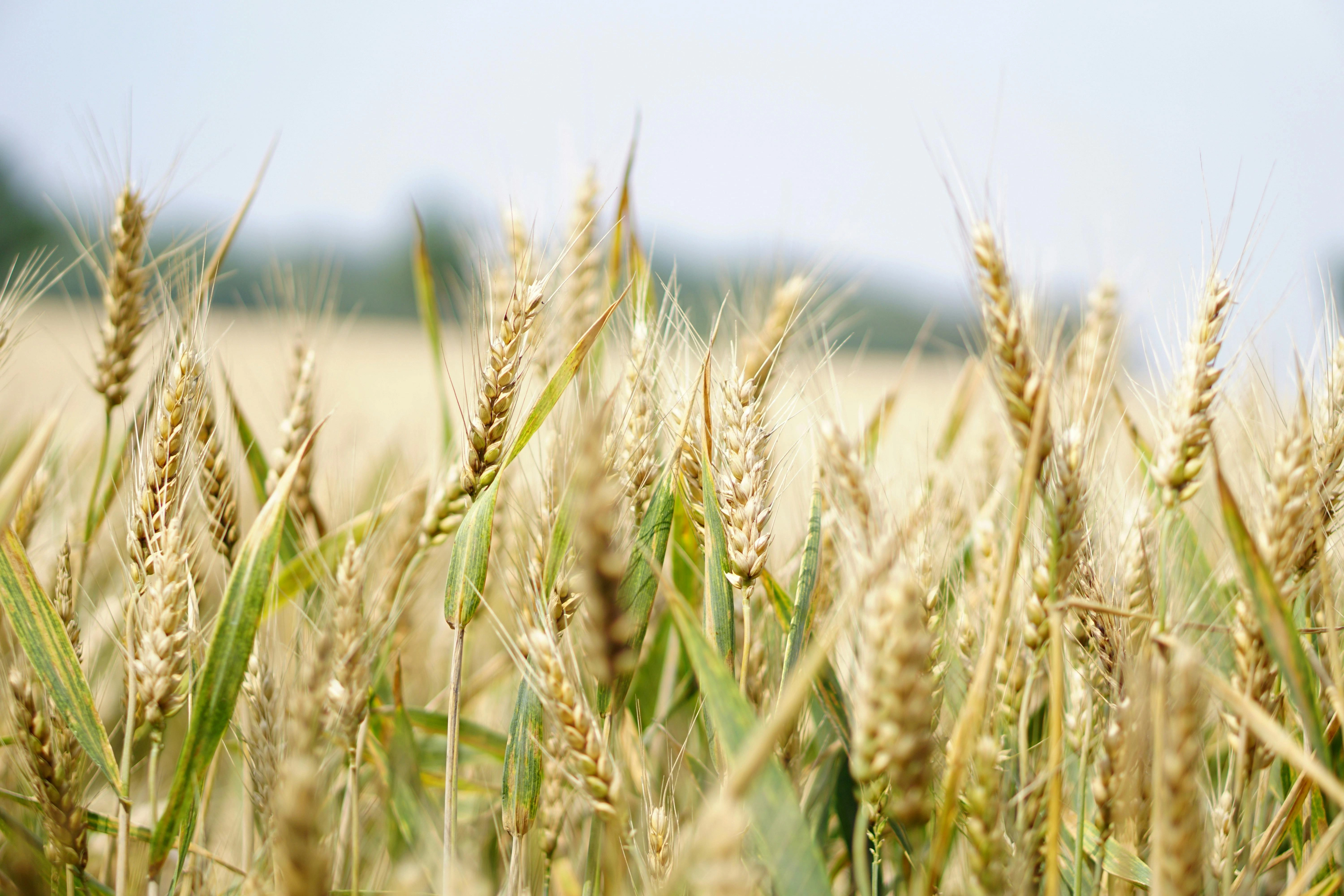Whole Grains
